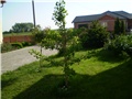 gingko